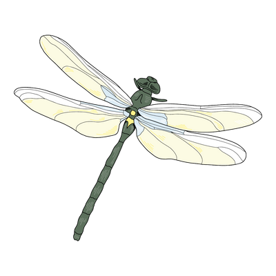 Flying dragonfly